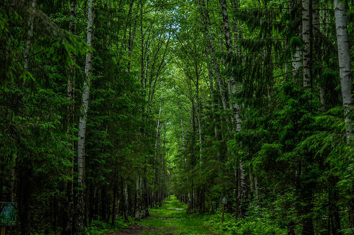 pexels-33205297-7042926